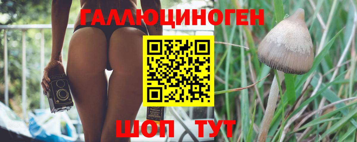 Псилоцибиновые грибы мицелий Сафоново